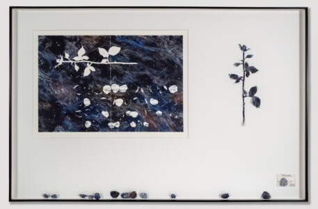 無華之境系列:B612 fig. 3<br> Flora of Formosa: B612 fig. 3<br>銅版美柔汀、浮水印手抄紙、中國裱貼法<br>Mezzotint, Watermark, Handmade Paper, Chine-collé<br>120 × 78 cm, 2024<br> Price on Request